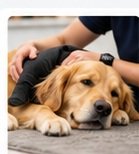Pet first aid essentials course