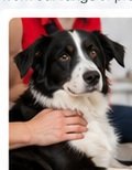 Pet first aid for professionals